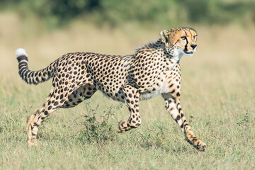 Cheetah in full sprint across african grassland