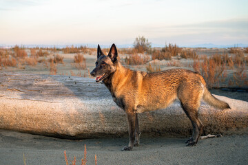 un berger belge malinois au bord de mer