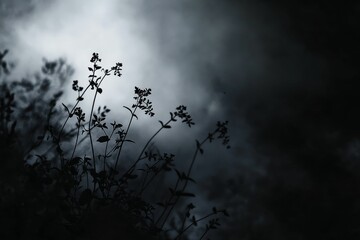 Silhouetted plants against a dark, hazy sky.