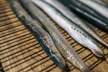 European river lamprey prepared for grill. Latvian national food