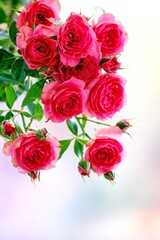 A beautiful  rose in full bloom, surrounded by blurred greenery. The delicately layered petals reveal bright, warm colors, with natural gradations.