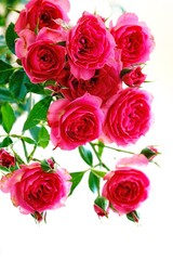A beautiful  rose in full bloom, surrounded by blurred greenery. The delicately layered petals reveal bright, warm colors, with natural gradations.