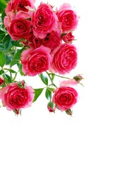 Fototapeta premium A beautiful rose in full bloom, surrounded by blurred greenery. The delicately layered petals reveal bright, warm colors, with natural gradations.