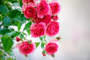 A beautiful  rose in full bloom, surrounded by blurred greenery. The delicately layered petals...
