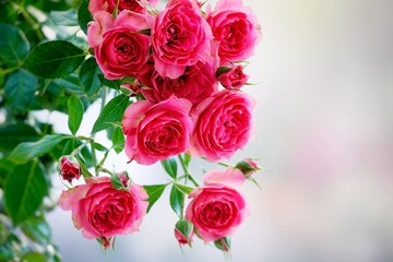 A beautiful  rose in full bloom, surrounded by blurred greenery. The delicately layered petals reveal bright, warm colors, with natural gradations.       