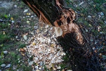 Beaver-Chewed Tree with Shavings and Wire Protection