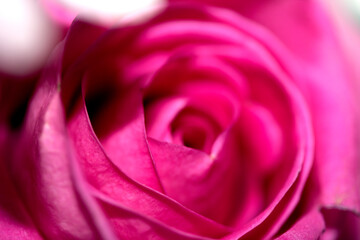 Pretty Pink White Flower Petals Abstract Close Up of Boquet