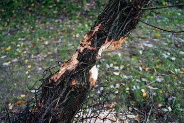 Beaver Damage and Tree Protection Measures