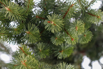 christmas tree branches