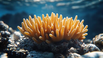 Vibrant yellow coral reef underwater.