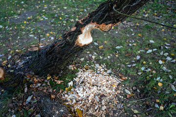 Beaver-gnawed Tree with Protective Wire Mesh Nearby