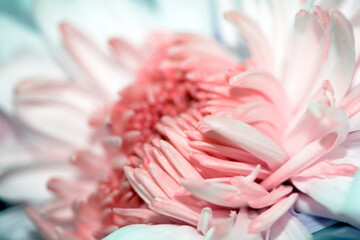 Pretty Pink White Flower Petals Abstract Close Up of Boquet