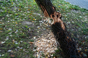 Beaver-Chewed Tree and Protective Mesh with Shavings Nearby