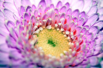 Pretty Pink White Flower Petals Abstract Close Up of Boquet