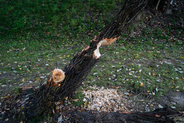 Beaver Activity and Forest Conservation