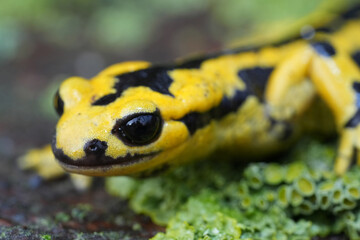 Close-up of a yellow and black amphibian on mossy surface.