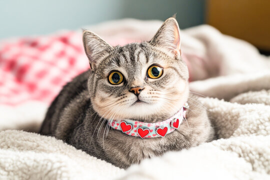 Gray tabby cat with heart collar relaxing on soft blanket