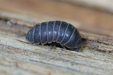 Closeup on common pill-bug woodlice, common pill-bug, Armadillidium vulgare, sitting on wood