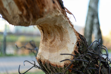 Tree trunk rounded up by beavers