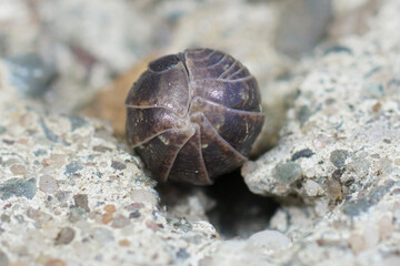 Closeup of a rolled up common pill-bug , Armadillidium vulgare on a stone