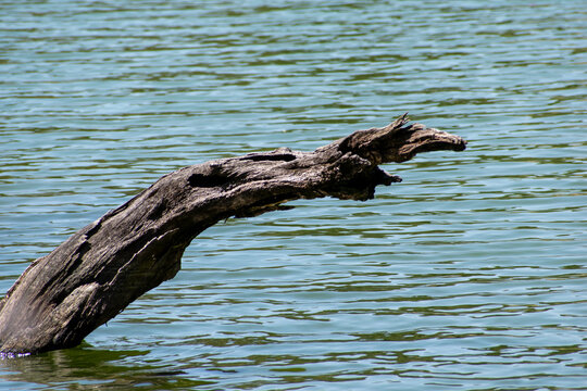 A weathered tree trunk emerges from greenish blue deoria taal, resembling a mythical creature's head. The rippling water reflects sunlight, creating a serene atmosphere in deoria tal trek uttarakhand.