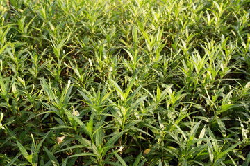 Lush green plants in vibrant field, showcasing nature beauty and growth