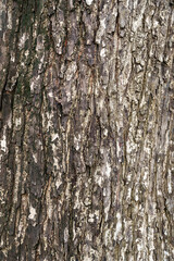Fototapeta premium Textured tree bark with intricate patterns and natural colors