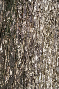 Textured tree bark with intricate patterns and natural colors