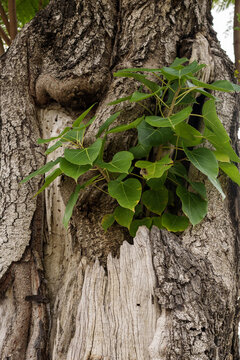 close up of tree trunk with green leaves growing from it, showcasing nature resilience and beauty