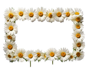 Cadre de paquerettes