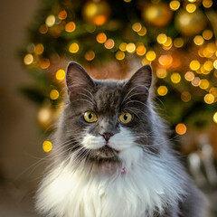 Cat sitting in front of a Christmas tree