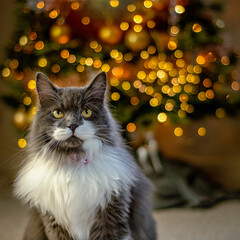 Cat sitting in front of a Christmas tree © fpunshon