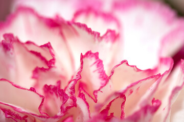 Pretty Pink White Flower Petals Abstract Close Up of Bouquet 