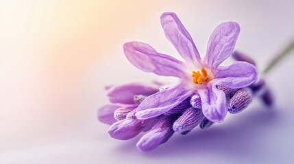 Obraz premium A vivid close-up of a delicate lavender flower with a soft purple gradient on each petal and a bright golden-yellow center, placed on a clean white background. Created using professional focus stackin