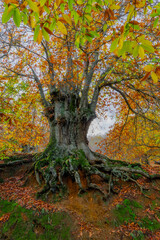Castaño centenario otoñal 