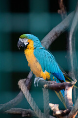 Blue and gold macaw