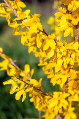 Yellow flowers on a forsythia bush on a spring day in the garden. Early ornamental flowers
