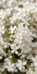 Delicate gypsophila blooms, tiny white petals, close-up view, shallow depth of field, garden,beautiful,texture