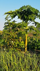Papaya tree