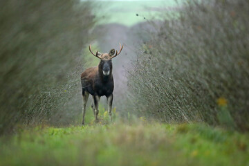 Łoś (Alces alces) moose © Bartosz Rakoczy