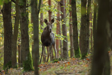 Łoś (Alces alces) moose © Bartosz Rakoczy