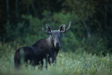 Łoś (Alces alces) moose © Bartosz Rakoczy