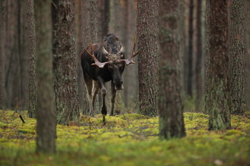 Łoś (Alces alces) moose © Bartosz Rakoczy