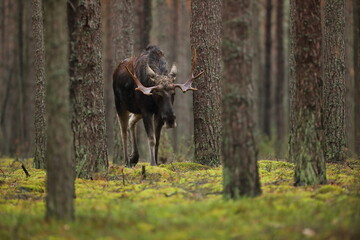 Łoś (Alces alces) moose © Bartosz Rakoczy