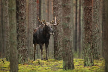 Łoś (Alces alces) moose © Bartosz Rakoczy