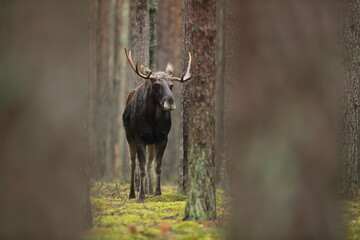 Łoś (Alces alces) moose © Bartosz Rakoczy
