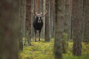 Łoś (Alces alces) moose © Bartosz Rakoczy
