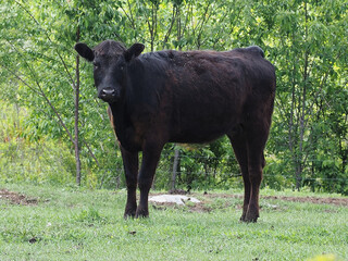 A black cow watching.