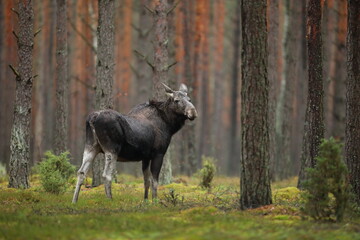 Łoś (Alces alces) moose © Bartosz Rakoczy