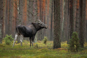 Łoś (Alces alces) moose © Bartosz Rakoczy